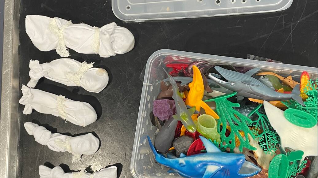 The reptiles were found concealed in plastic containers, tied inside socks and surrounded by plastic children's toys. Picture supplied.