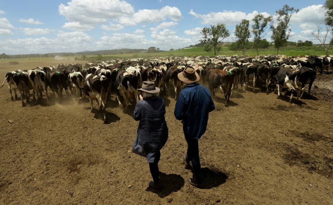 Afternoon milking: Christine McKanna-Farr and her husband Andrew Farr push their happy herd of cows towards the dairy. Pictures: Jonathan Carroll