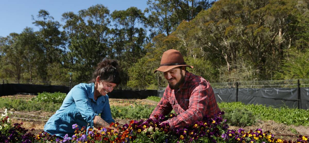 Doing it tough: Elle Brown and Dylan Abdoo during better times on their Cooranbong farm, where they grow microgreens and vegetables for restaurants. "Emotionally, it's been a roller-coaster the last two years," Brown said. "It's hard to stay positive." Picture: Simone De Peak