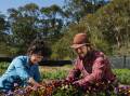 Doing it tough: Elle Brown and Dylan Abdoo during better times on their Cooranbong farm, where they grow microgreens and vegetables for restaurants. "Emotionally, it's been a roller-coaster the last two years," Brown said. "It's hard to stay positive." Picture: Simone De Peak