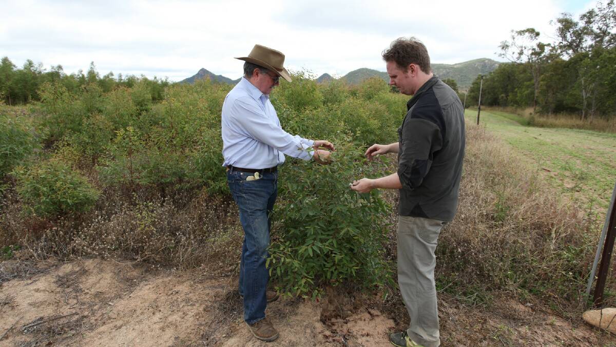 FROM NATURE: Bio-Gene Technology executive director research and development Peter May with program manager Dr. James Wade and one of the eucalypt species which produces an insecticidal compound. 