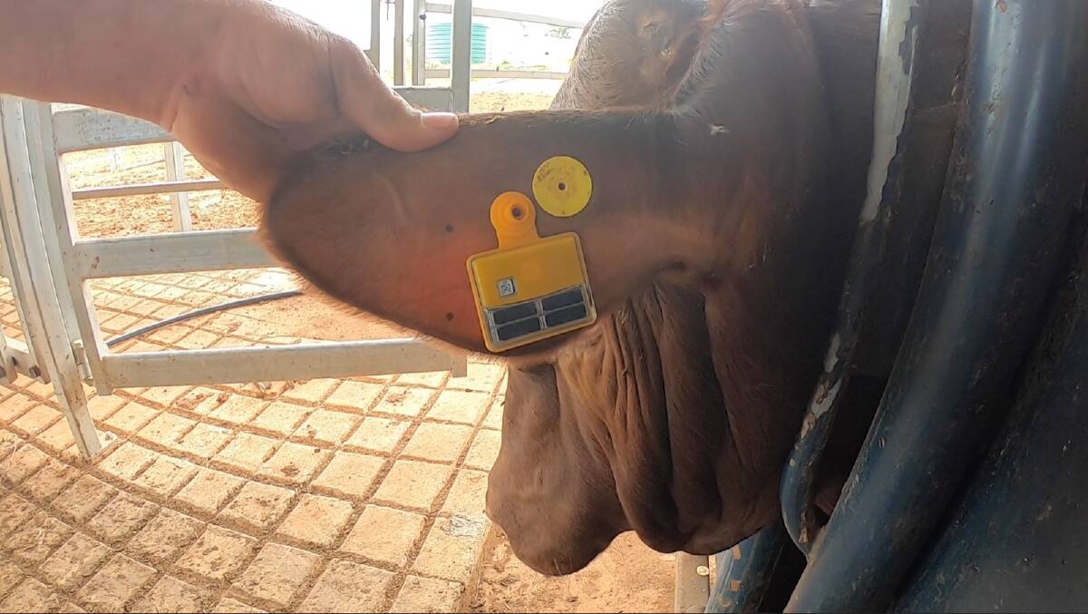 TRACKING: Capable of monitoring position in real time, the company claims Moovemnt ear tag will sallow managers a new level of herd oversight. Photo: Moovement.
