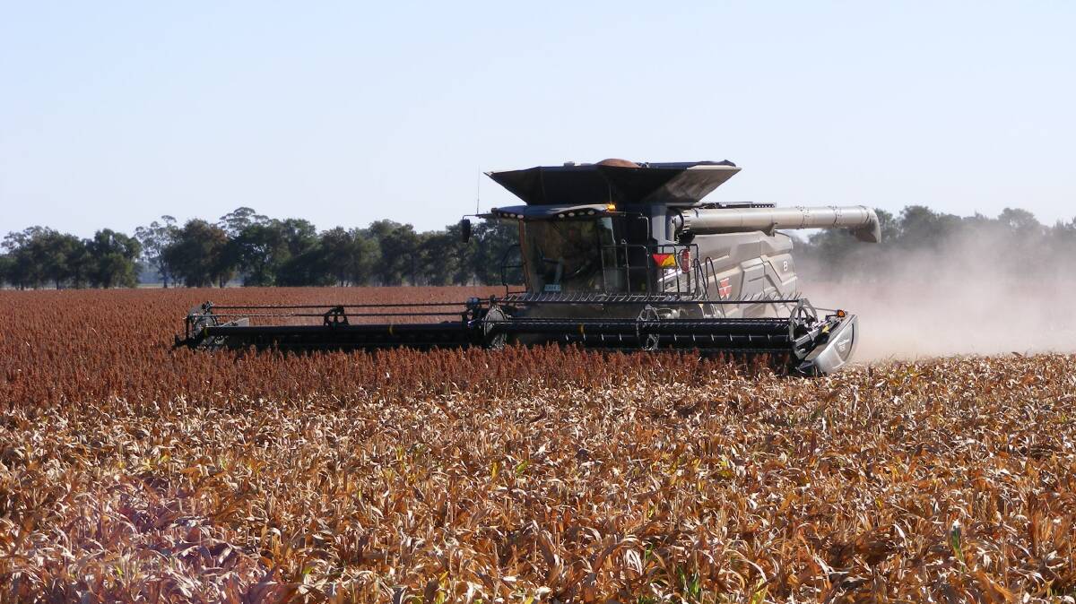 Ideal harvester in sorghum at Glenleigh Pastoral, Eugowra, NSW. Photo: JGW