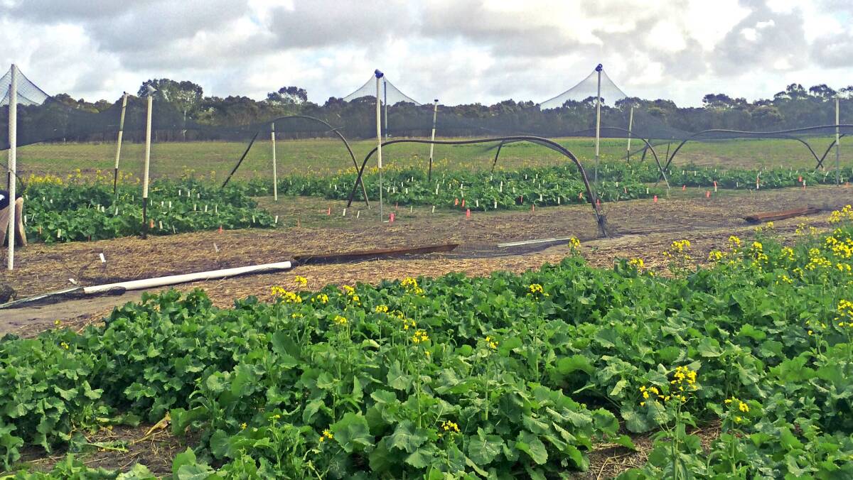 SMART FARM: Fifteen projects will be funded through round one of the Federal Government’s Smart Farming Partnership grant aimed at increasing the adoption of sustainable farming technologies.