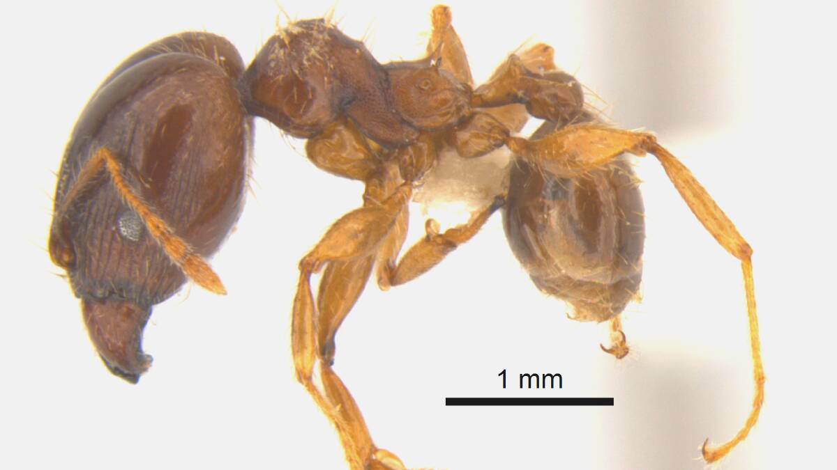 The invasive African big-headed ant has been eradicated from Lord Howe Island.