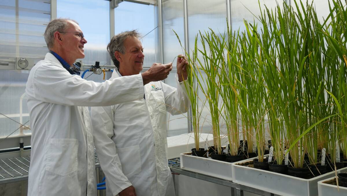 ON THE JOB: Australian Research Council Centre of Excellence for Transitional Photosynthesis director Professor Robert Furbank and with Professor
John Evans in a glasshouse at the Australia National University.