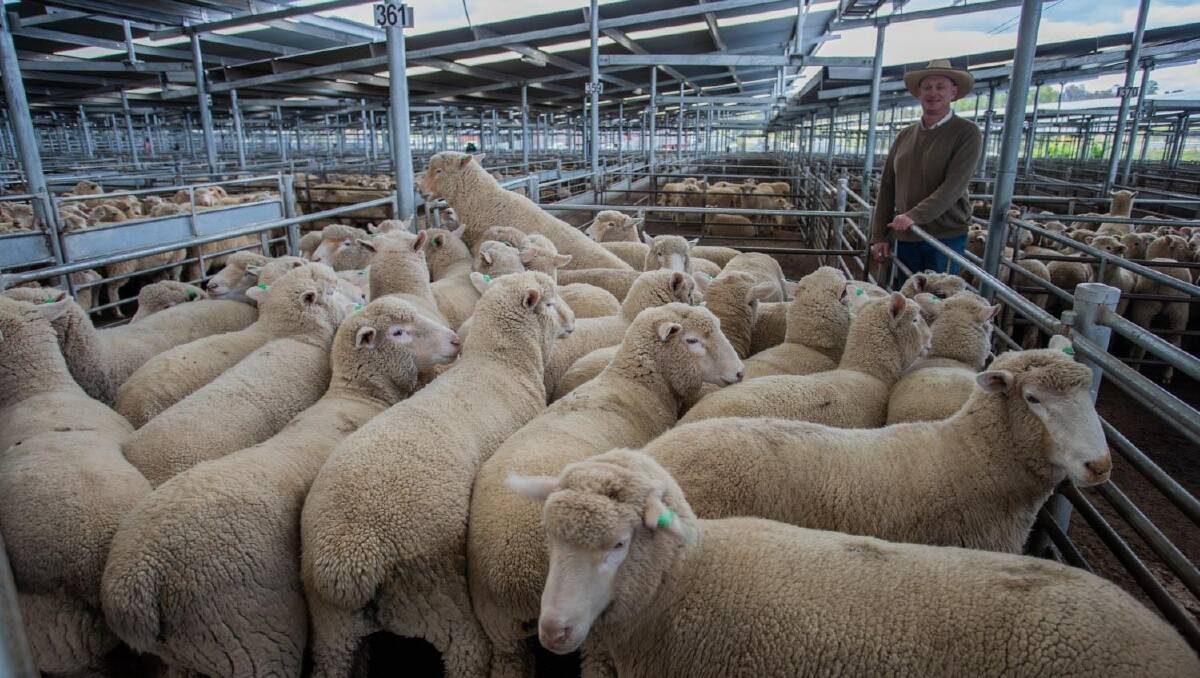 Greg Anderson, M.D and J.J Anderson, Crookwell sold 35 crossbred lambs on behalf of P.A Mahoney, Narrawa for $238 at begining April. Photo: SELX Yass
