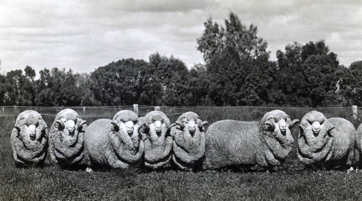 Merino rams bred by the late Tom Culley at his Wonga Merino stud, Jerilderie during the 1960's. (Pastoral Review photo in Stephen Burns' possession). Merino flocks bred from rams such as these brought enormous wealth to the bush and ultimately the whole country.
