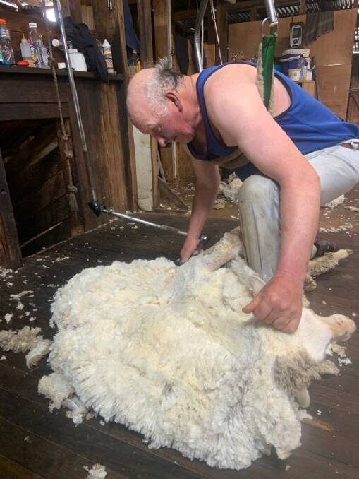 The long blow: Graeme Thistleton shearing in the Greenland shed, Bungarby. Photo: Greg Alcock
