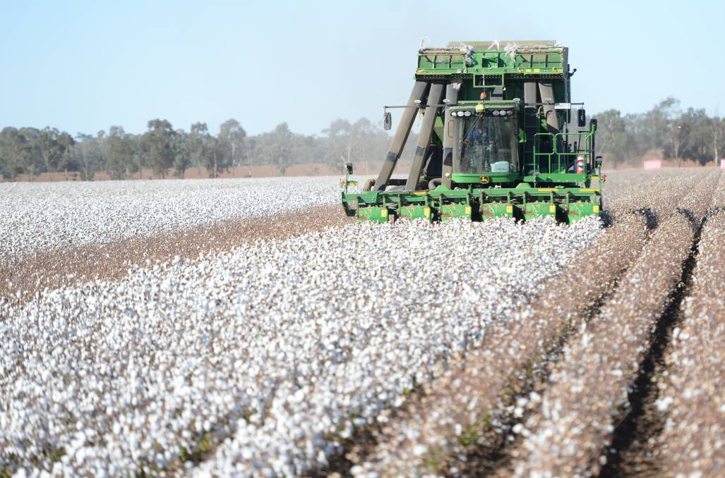 Cotton price surprise after China boycott, but exporters brace for pain