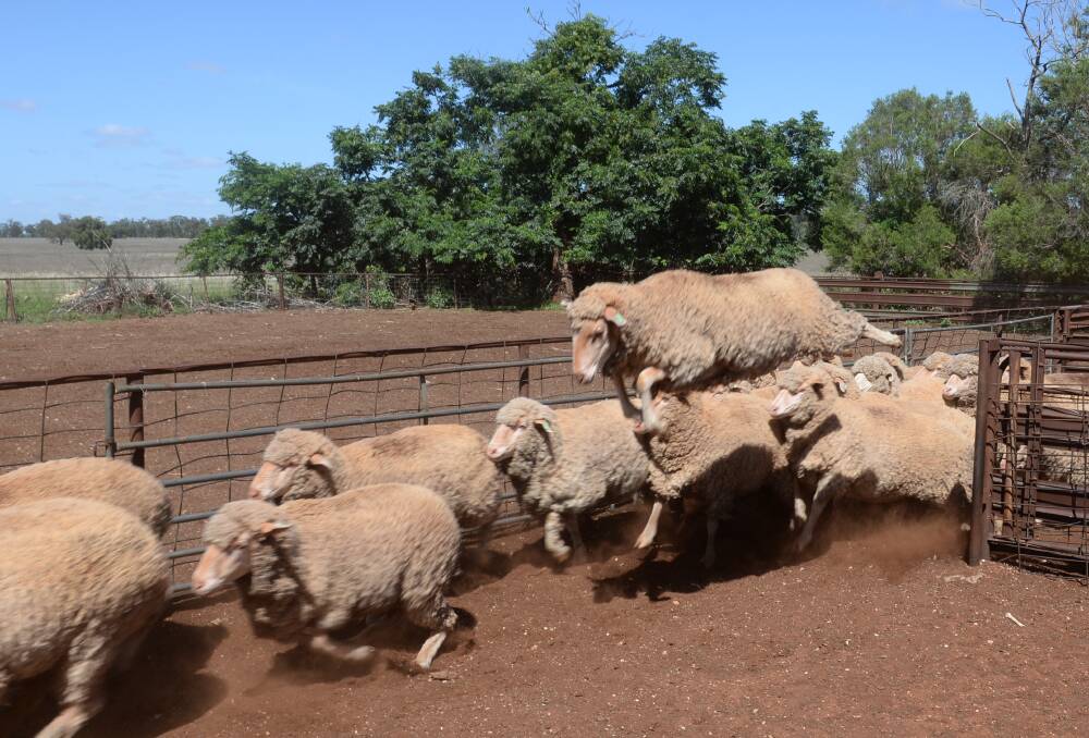 Next year's national sheep flock is tipped to hit a 15-year high of 78.5 million. File photo.