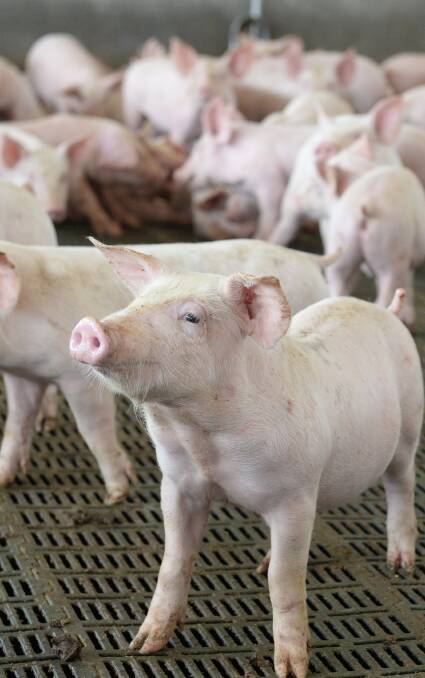 Singapore owners ready to sell pig production kingpin Rivalea
