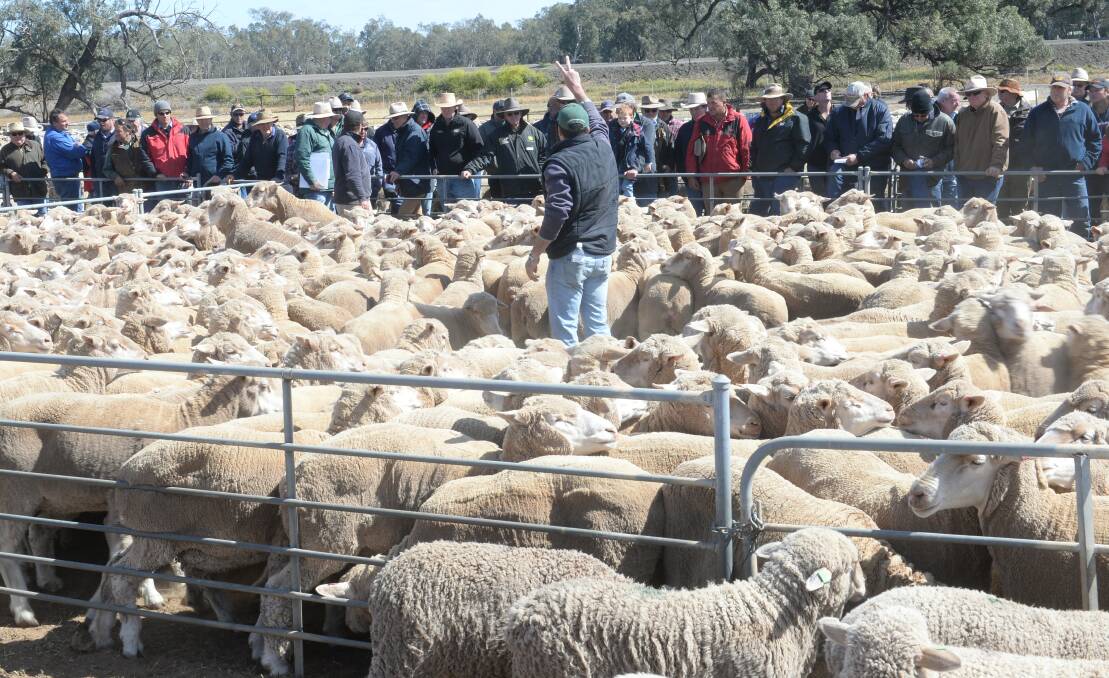 Sheep producers have recorded the lowest levels of sentiment in Rabobank's latest survey of farm confidence. File photo.