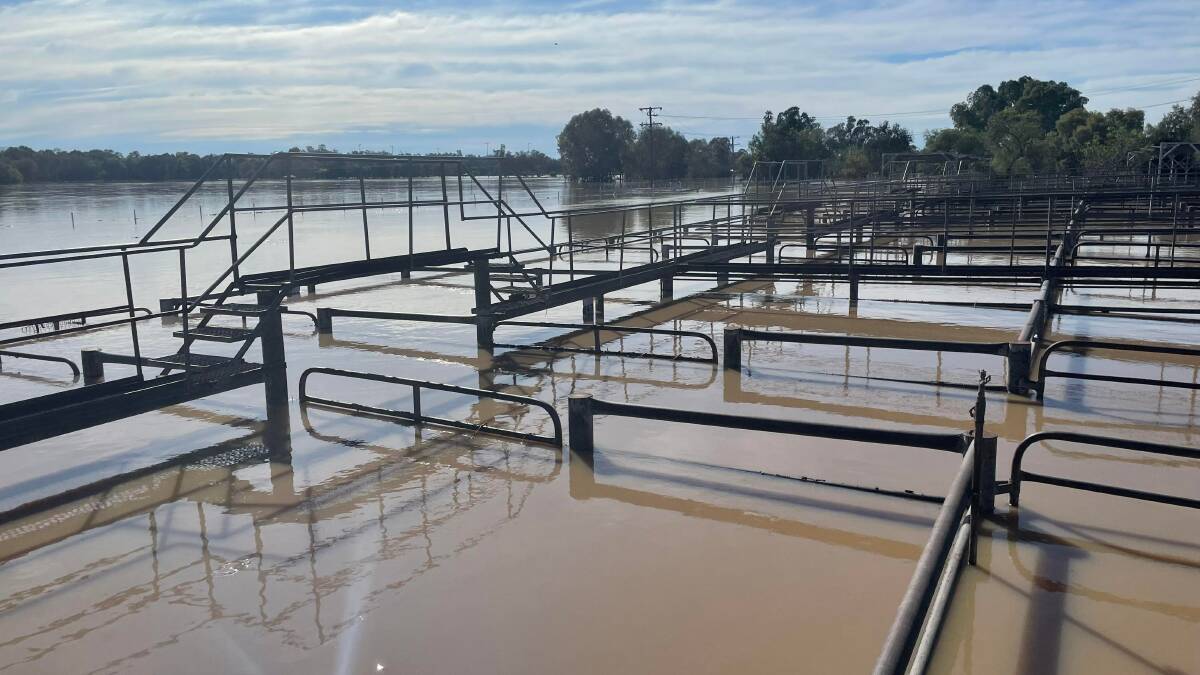 Gunnedah's weekly cattle sale was, not surprisingly, cancelled this week as water again inundated the saleyards and surrounded the Namoi Valley town. Photo: Jon Glover.