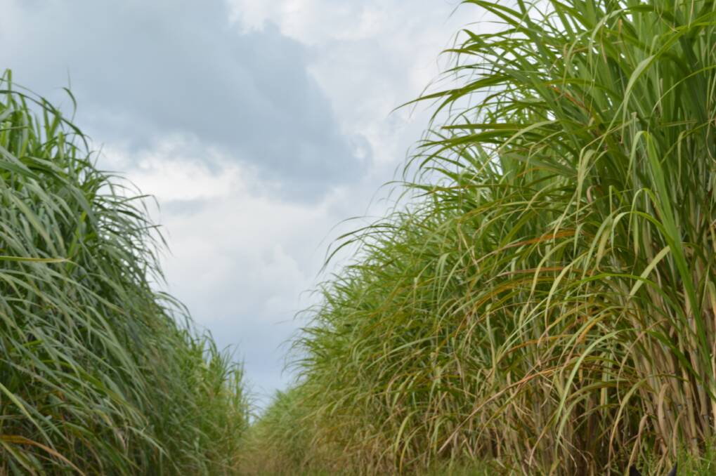 Nufarm spends $37m buying into new era cane ethanol