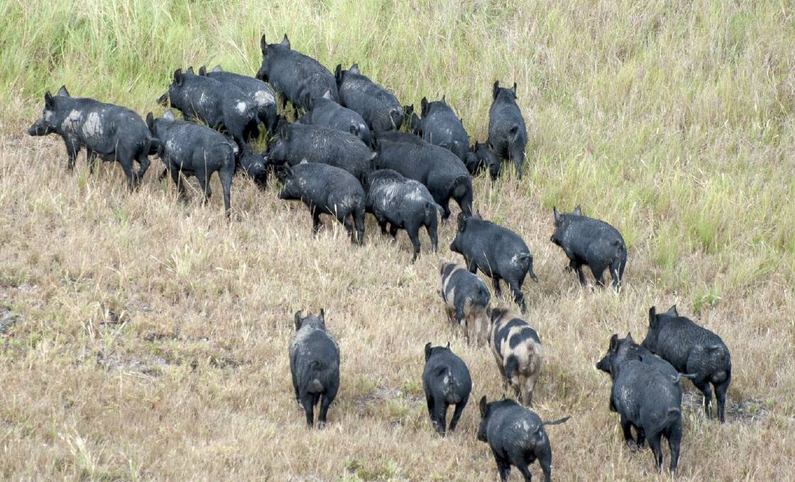 Federal ag dept not agile enough to stop swine fever invasion risk