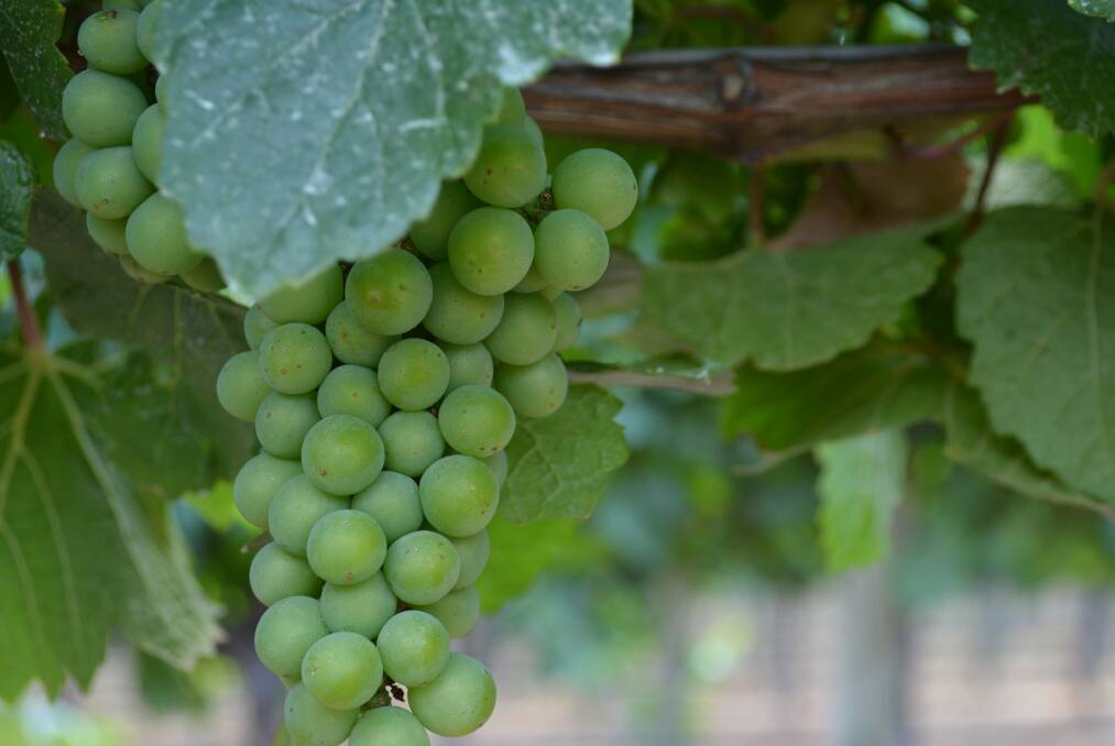 A wine industry roadmap has 11 initiatives to cut costs and emissions. File photo.