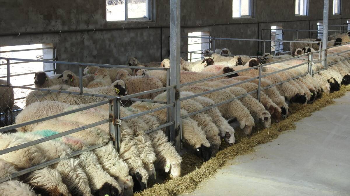 A housing facility with foundation ewes for the breeding project in Gansu Province.
