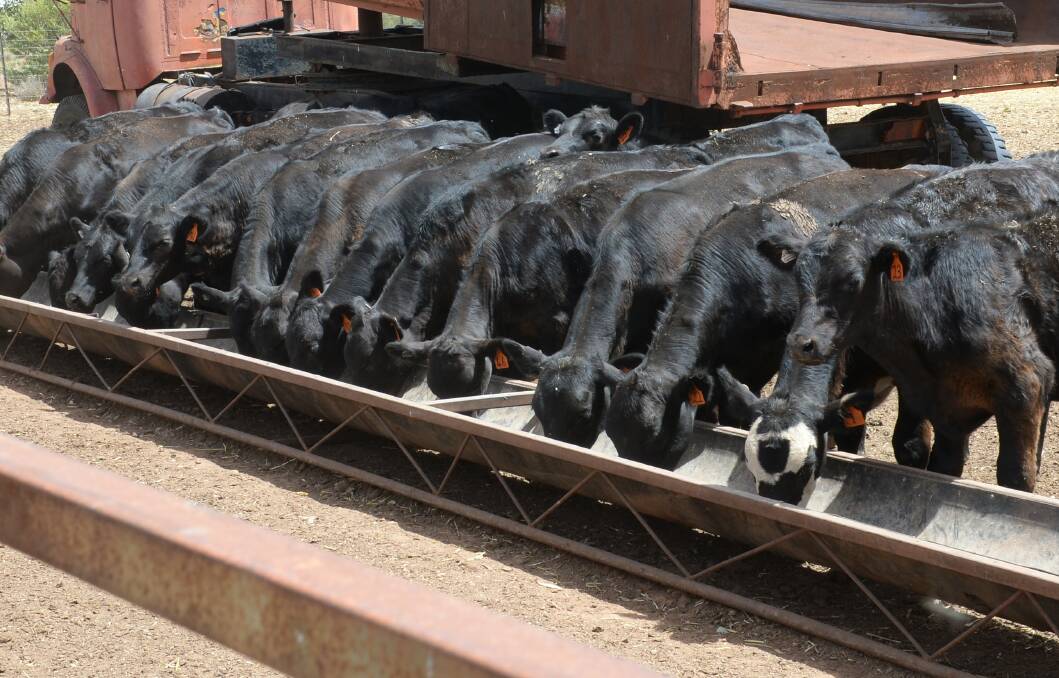 Early weaned (12 weeks) calves in a drought feedlot.