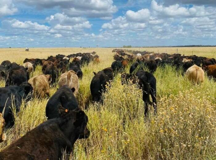 ANZ and AACo join Beef Roundtable