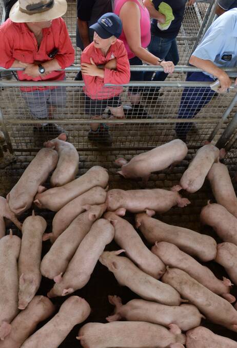Swine fever outbreak could cost meat industry $2b-plus