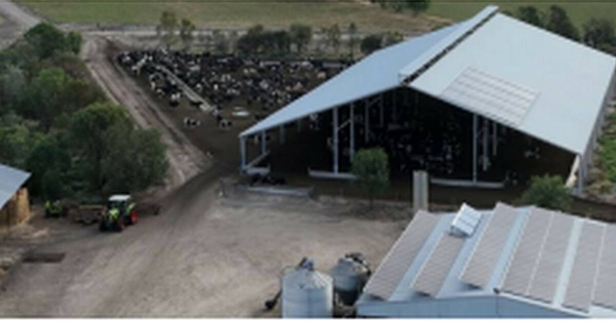The $300,000 dairy shelter shed built in 2017 on Haybrook Farm near Cohuna in northern Victoria. Photo supplied.