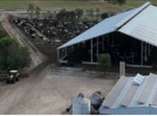 The $300,000 dairy shelter shed built in 2017 on Haybrook Farm near Cohuna in northern Victoria. Photo supplied.