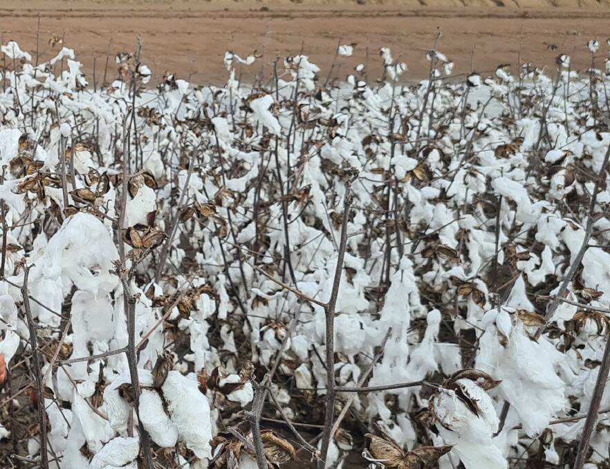 Saturated cotton in the Central West NSW which remained unpicked in boggy paddocks in November - almost six months after it would normally have been harvested.