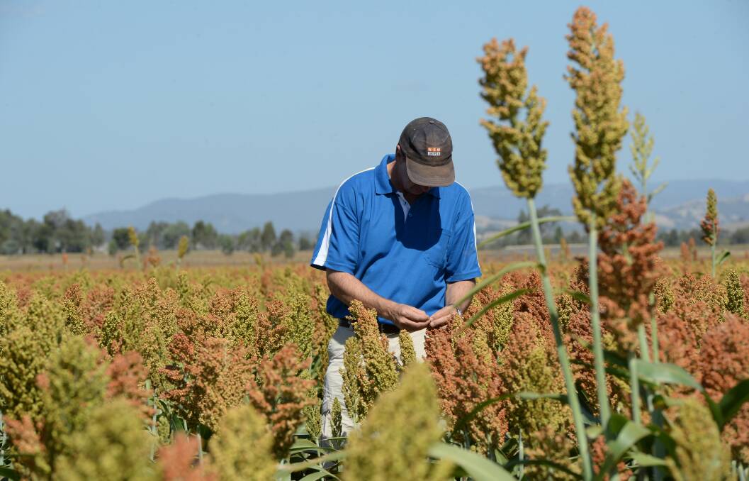 With less competition from cotton this summer more grain sorghum was sown and production is forecast to jump 44 per cent to around 1.5m tonnes, despite fears about limited soil moisture.