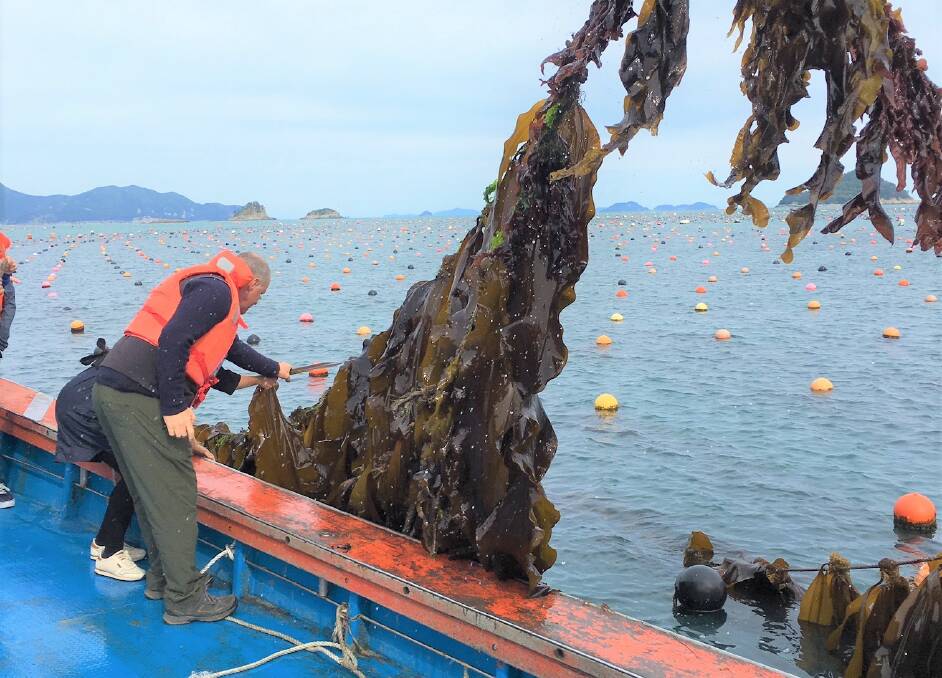 Seaweed farming in South Korea where it is a large industry. Photo: Australian Seaweed Institute.
