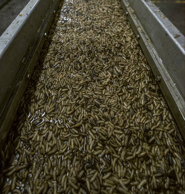 Maggots harvested at the AgriProtein plant in Cape Town, South Africa.