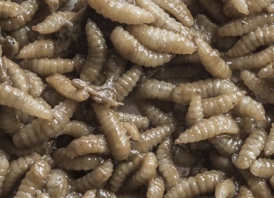Maggot farming gets wriggling as new-age stockfeed option
