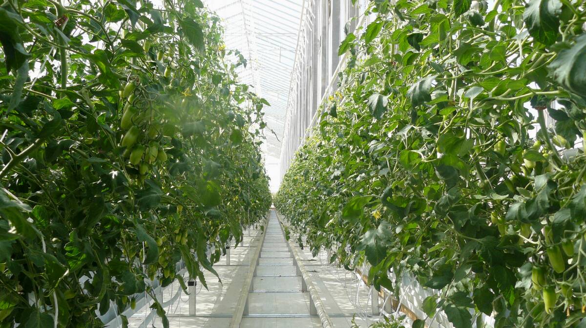 Fresh Country Farms glasshouse tomato production at Two Wells and South Australia.
