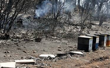 Bushfire devastated hives and pollinator habitat.
