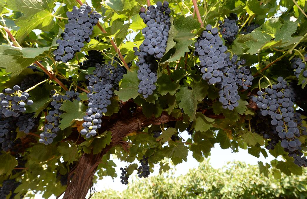 Wine's big three vineyard zones survive savage season quite well