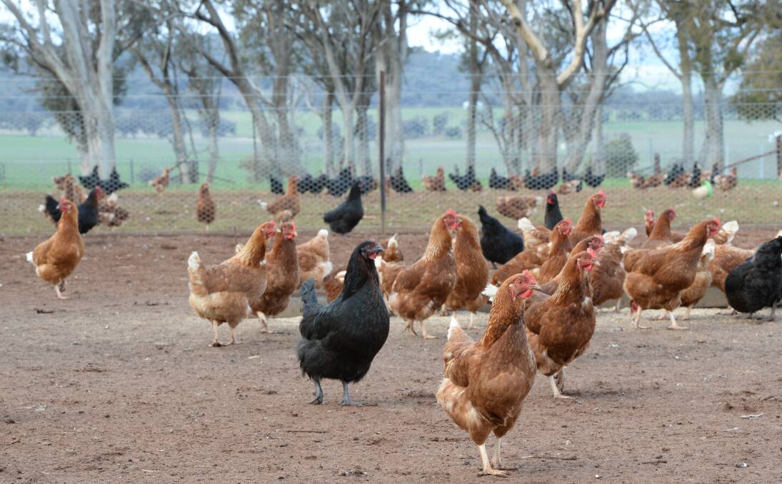 Australia regains bird flu freedom status