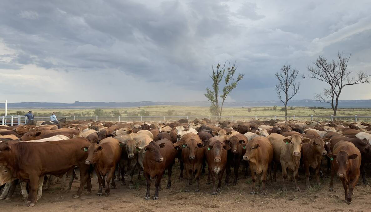 North Australian Pastoral Company's beef cattle herds are among the first in the world with Royal DSM's Bovaer methane suppressing ingredient in the feed rations.