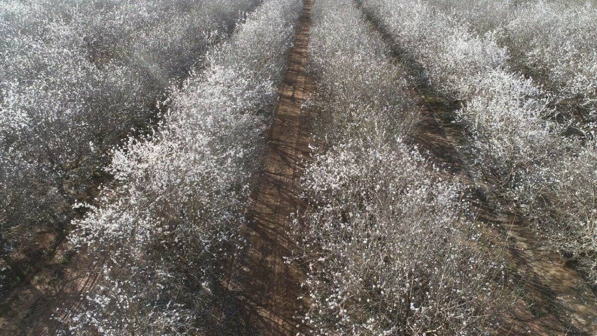 Select expands almond crop by 20pc with $129m Sunraysia buy