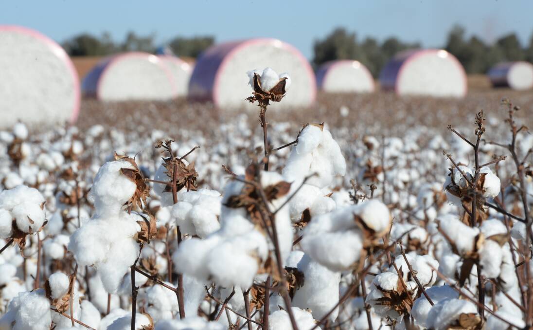 Cotton giant Auscott bows to strong buyer inquiry for`Midkin'