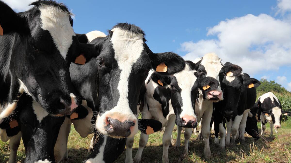 Global dairy price recovery nears its peak