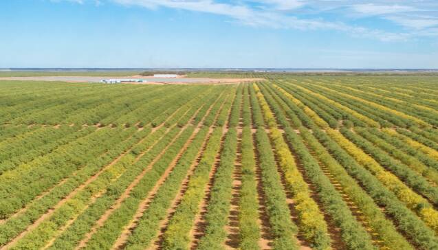 The Canally almond orchard aggregation at Balranald.