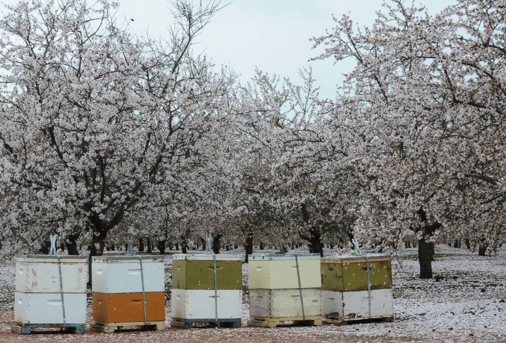 Webster's Australian Rainforest Honey acquisition guarantees it access to pollinators for its almond crops in spring.