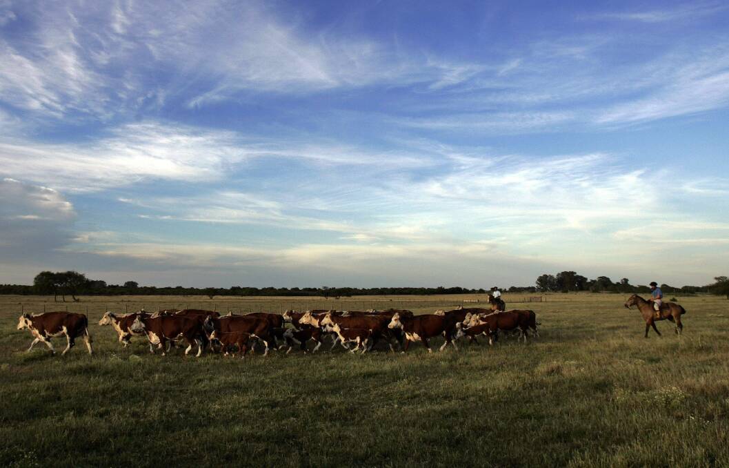 Farm workers mustering cattle in Argentina's Entre Rios Province