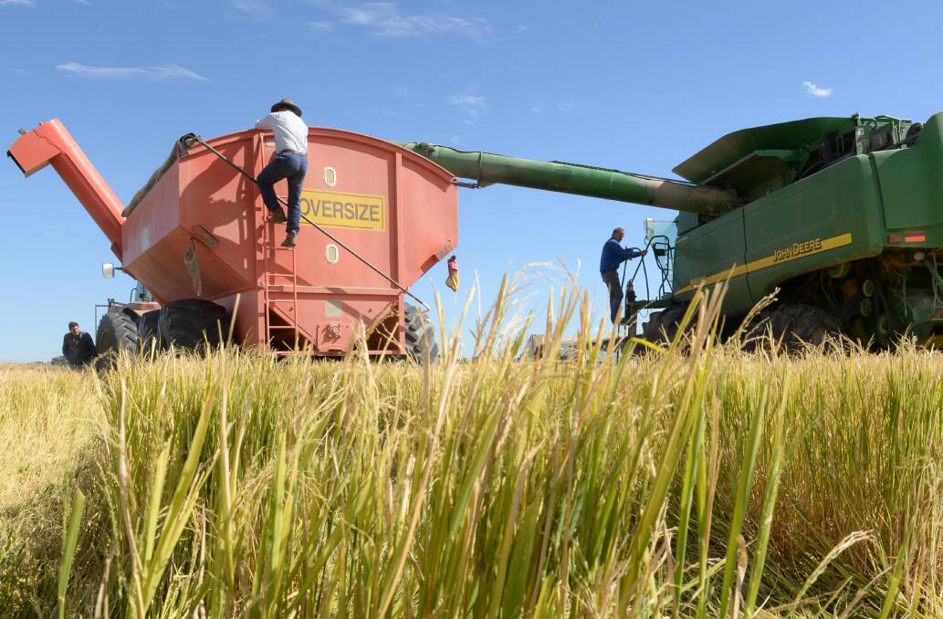 Rice crop rebound sets SunRice profit soaring 166pc