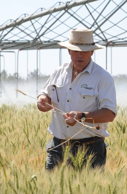 Tim Watson's Sunland Agriculture rotates cotton crops with irrigated durum wheat and beetroot.