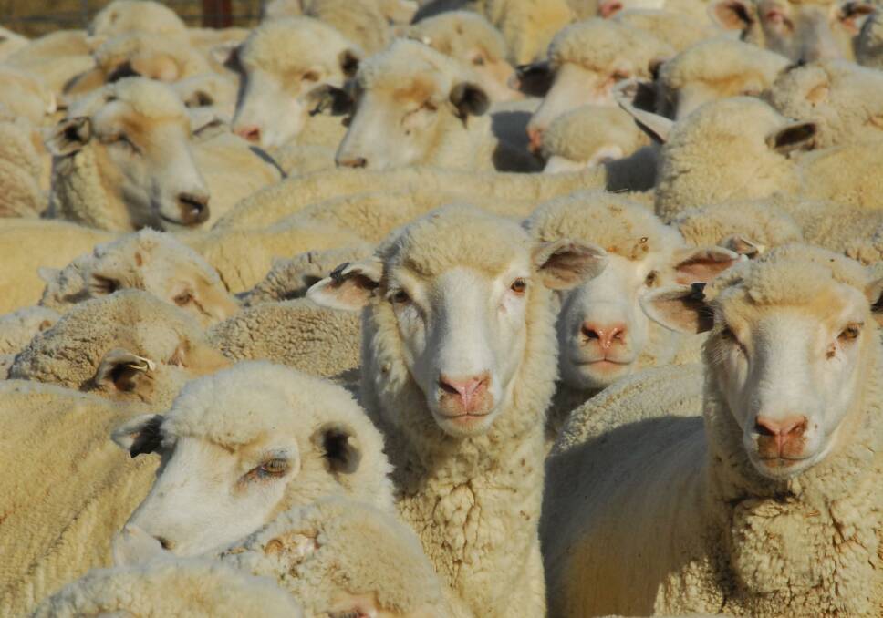 Trade lamb saleyard prices have slipped to a 10-year lows. File photo.