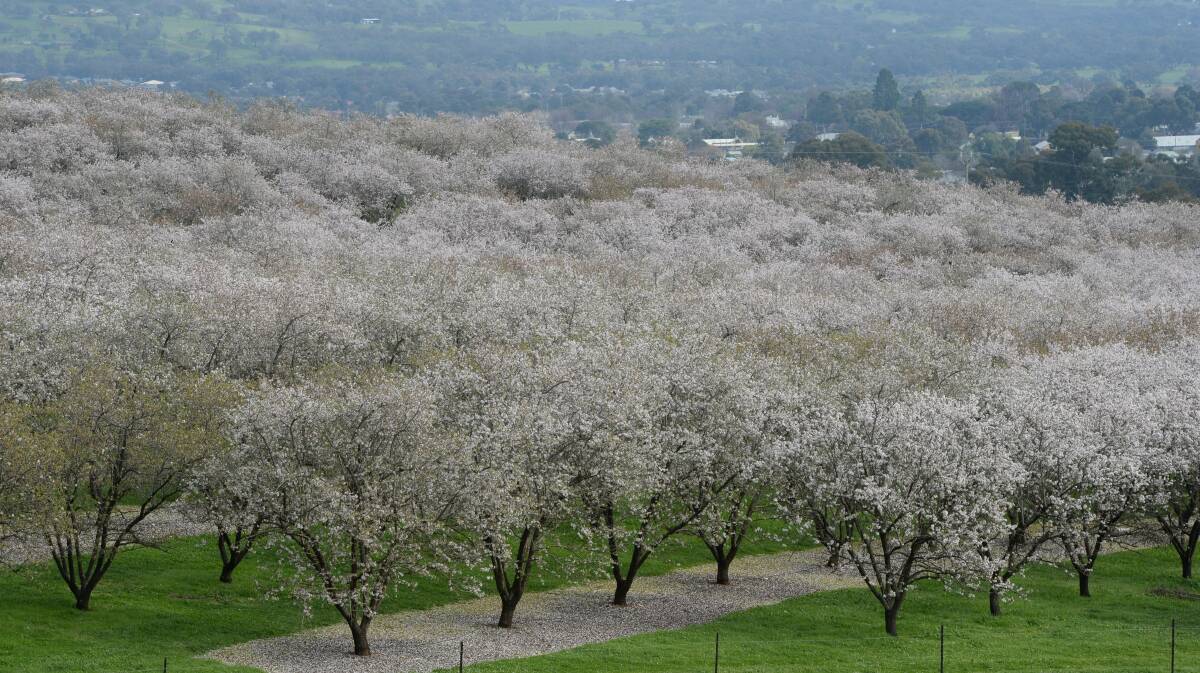 Select Harvests owns or leases 7487 hectares of orchards in Victoria, NSW and South Australia.