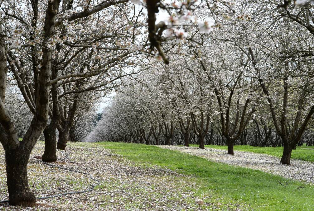 Canadians buy again: PSP gets orchards, and water worth $490m