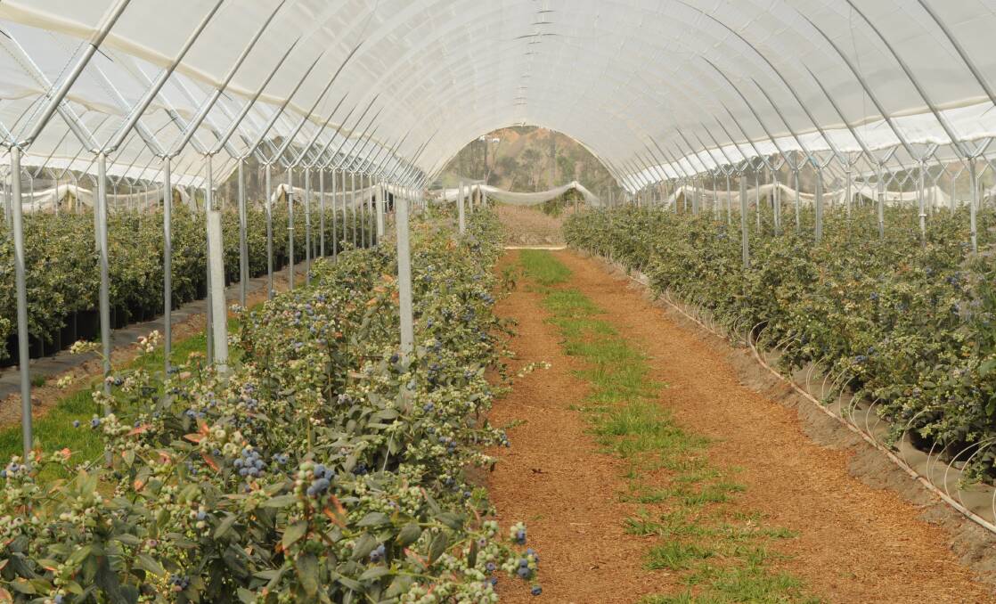 Blueberry farming under cover on the Costa family's NSW North Coast properties near Grafton.