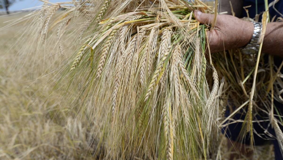 New malt barley varieties in Australia are delivering big yield increases.